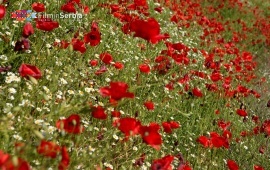 The Remains of Diana Fortress