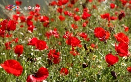 The Remains of Diana Fortress