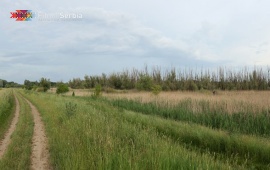 Carska bara – The Imperial Swamp