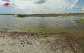 Carska bara – The Imperial Swamp