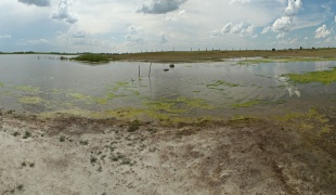 Carska bara – The Imperial Swamp