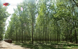 Forest in Kupinovo