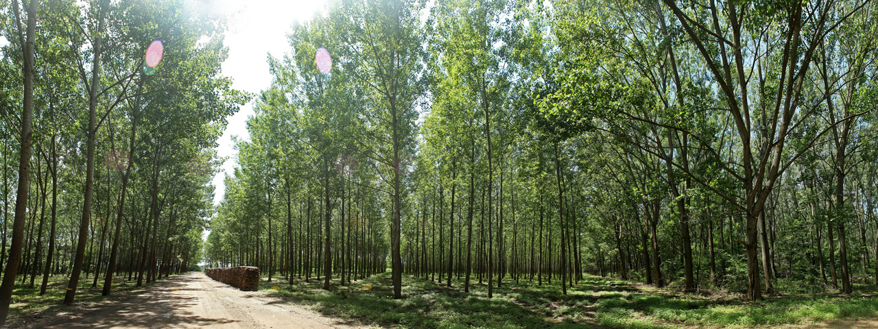 Forest in Kupinovo