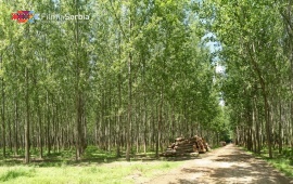 Forest in Kupinovo