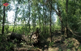 Forest in Kupinovo
