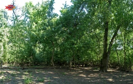 Forest in Kupinovo