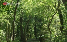 Forest in Kupinovo