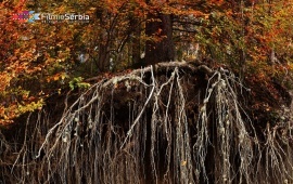 Autumn in Tara National Park