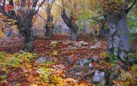 Autumn in Tara National Park