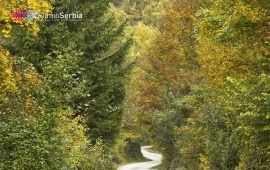 Autumn in Tara National Park