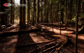 Forest in Tara National Park