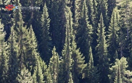 Forest in Tara National Park