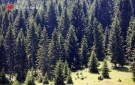 Forest in Tara National Park
