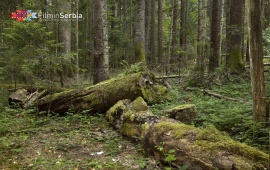 Forest in Tara National Park