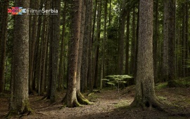 Forest in Tara National Park