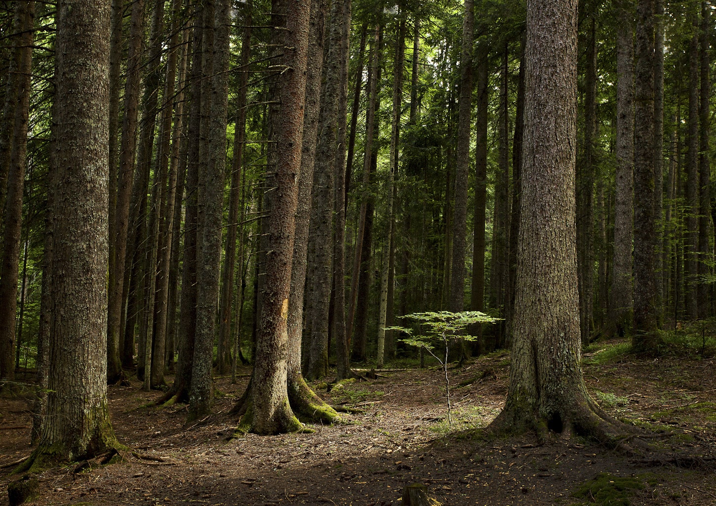 Forest in Tara National Park