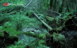 Forest in Tara National Park