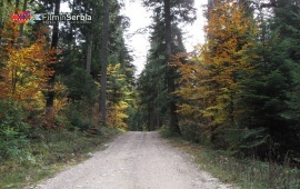 Autumn in Tara National Park