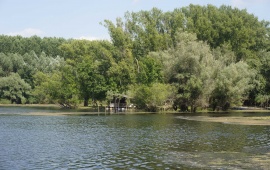 Koviljsko-petrovaradinski rit