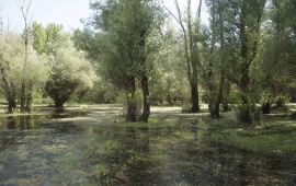 Koviljsko-petrovaradinski rit