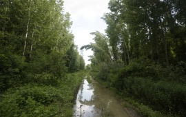 Koviljsko-petrovaradinski rit