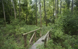 Koviljsko-petrovaradinski rit