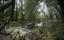 Koviljsko-petrovaradinski rit