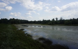 Koviljsko-petrovaradinski rit