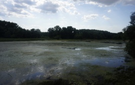 Koviljsko-petrovaradinski rit