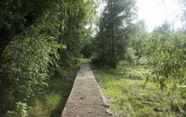 Koviljsko-petrovaradinski rit