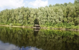 Koviljsko-petrovaradinski rit