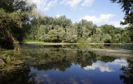 Koviljsko-petrovaradinski rit