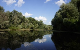 Koviljsko-petrovaradinski rit