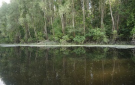 Koviljsko-petrovaradinski rit