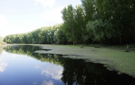 Koviljsko-petrovaradinski rit