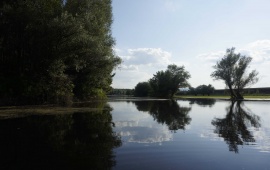 Koviljsko-petrovaradinski rit