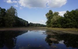 Koviljsko-petrovaradinski rit