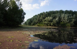 Koviljsko-petrovaradinski rit