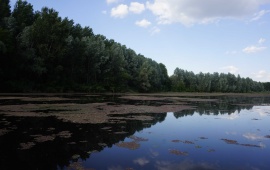 Koviljsko-petrovaradinski rit