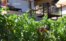 Lala Vineyard Glamping Resort