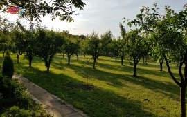 Platanski hladovi
